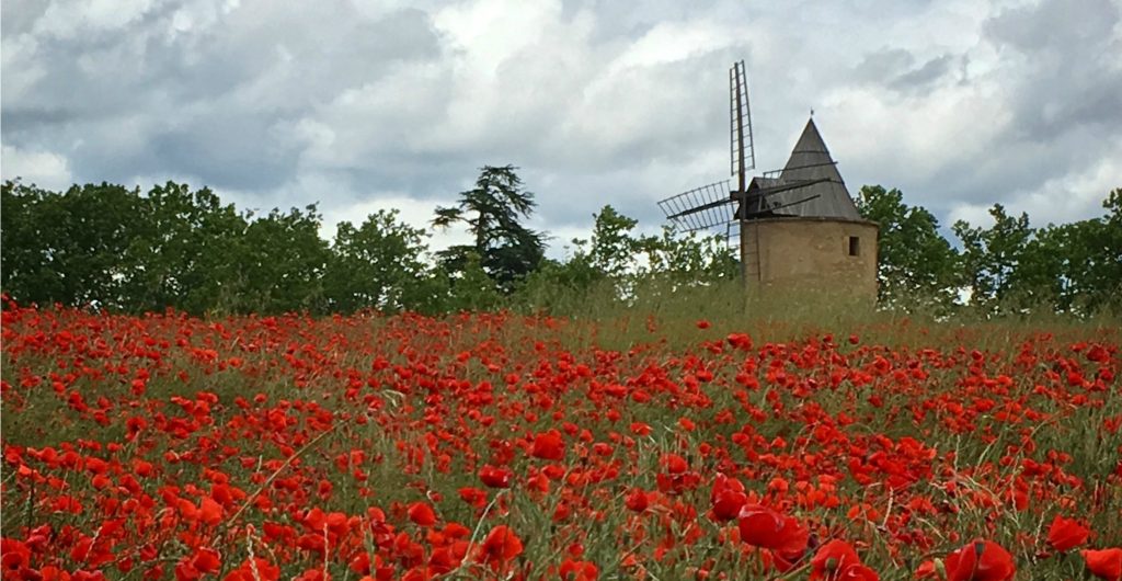 coquelicot