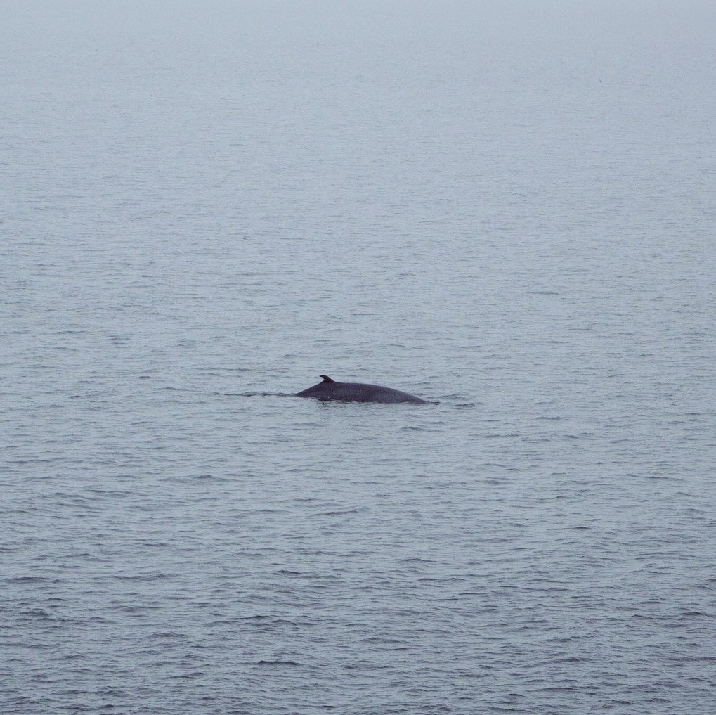 baleine Quebec