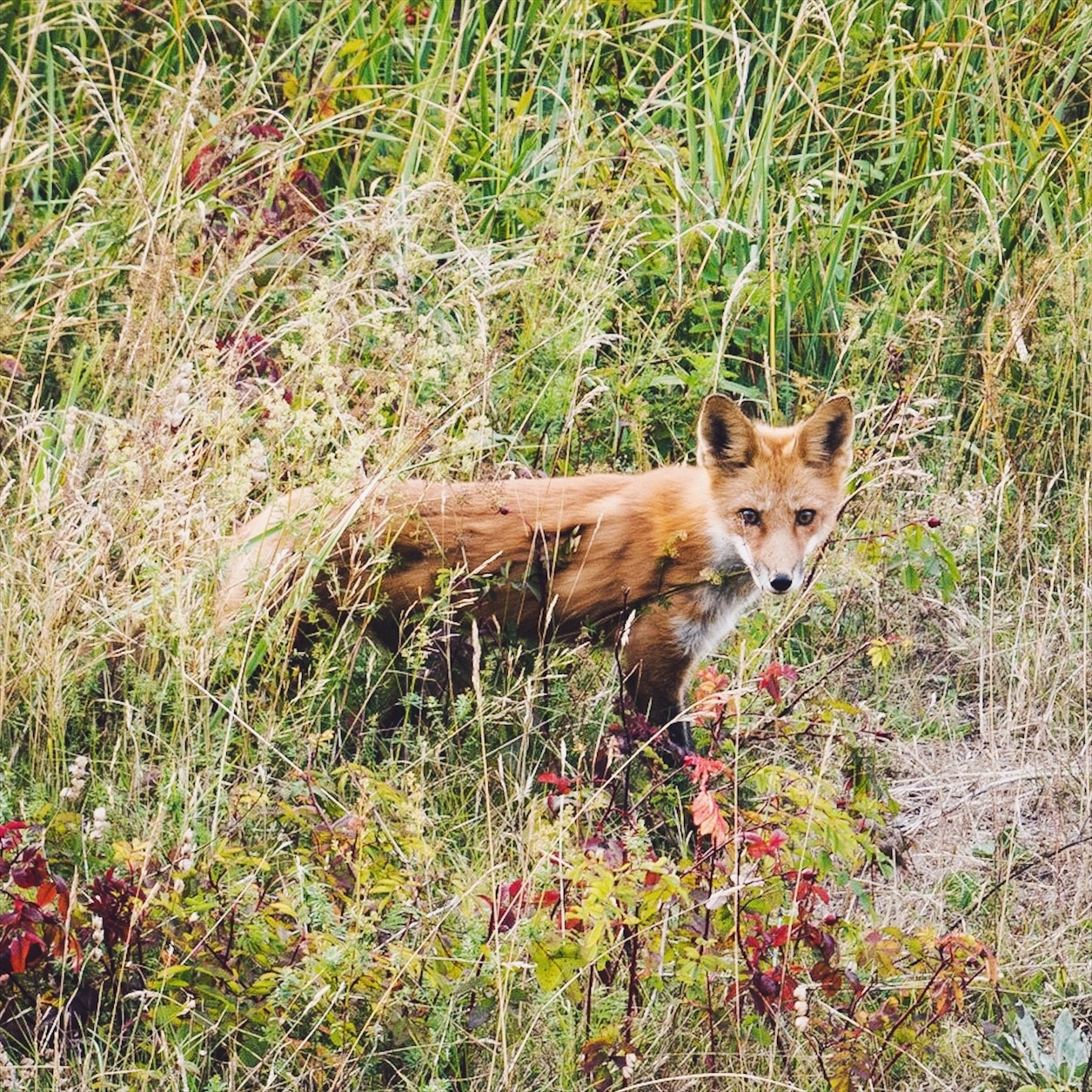 Renard au parc du Bic, Québec